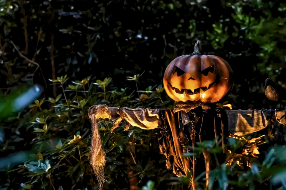 Discover London's Halloween magic on a London tour, with the illuminated trail at Kew Gardens after dark.